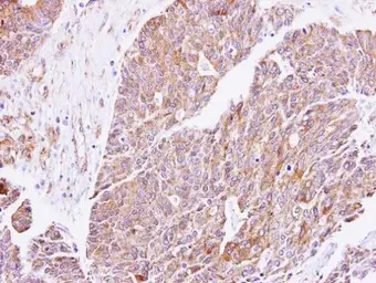Anti-cGK1 antibody used in IHC (Paraffin sections) (IHC-P). GTX101096