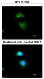 Anti-POR antibody [N1N3] used in Immunocytochemistry/ Immunofluorescence (ICC/IF). GTX101099