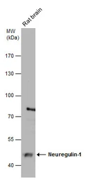 Anti-Neuregulin-1 antibody [C1C3] used in Western Blot (WB). GTX101116