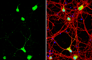 Anti-Neuregulin-1 antibody [C1C3] used in Immunocytochemistry/ Immunofluorescence (ICC/IF). GTX101116