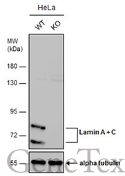 Anti-Lamin A + C antibody used in Western Blot (WB). GTX101126