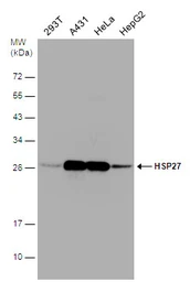 Anti-HSP27 antibody used in Western Blot (WB). GTX101145