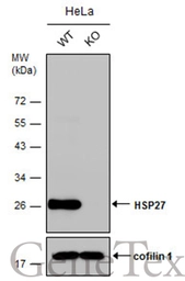 Anti-HSP27 antibody used in Western Blot (WB). GTX101145