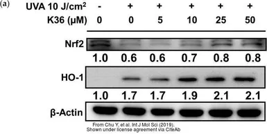 Anti-Heme Oxygenase 1 antibody used in Western Blot (WB). GTX101147