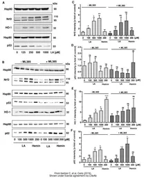 Anti-Heme Oxygenase 1 antibody used in Western Blot (WB). GTX101147