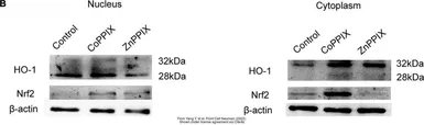 Anti-Heme Oxygenase 1 antibody used in Western Blot (WB). GTX101147
