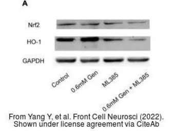 Anti-Heme Oxygenase 1 antibody used in Western Blot (WB). GTX101147