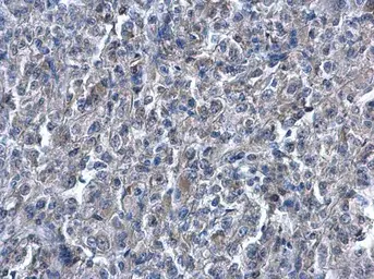 Anti-Heme Oxygenase 1 antibody used in IHC (Paraffin sections) (IHC-P). GTX101147