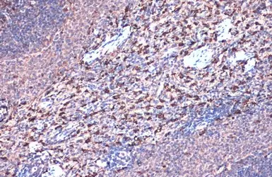 Anti-Heme Oxygenase 1 antibody used in IHC (Paraffin sections) (IHC-P). GTX101147