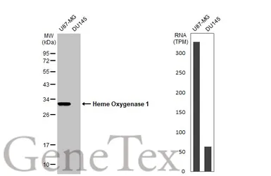 Anti-Heme Oxygenase 1 antibody used in Western Blot (WB). GTX101147