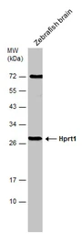 Anti-HPRT antibody used in Western Blot (WB). GTX101148