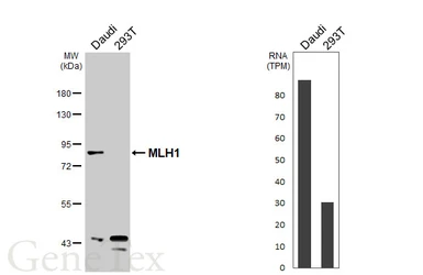 Anti-MLH1 antibody used in Western Blot (WB). GTX101160