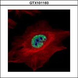 Anti-MLH1 antibody used in Immunocytochemistry/ Immunofluorescence (ICC/IF). GTX101160