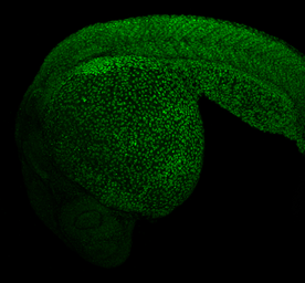 Anti-MEF2A antibody [N1N2], N-term used in IHC (Whole mount) (IHC-Wm). GTX101163