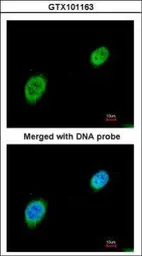 Anti-MEF2A antibody [N1N2], N-term used in Immunocytochemistry/ Immunofluorescence (ICC/IF). GTX101163