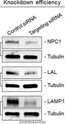 Anti-LAL antibody [N3C3] used in Western Blot (WB). GTX101169