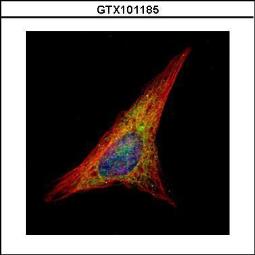 Anti-Gelsolin antibody [C2C3], C-term used in Immunocytochemistry/ Immunofluorescence (ICC/IF). GTX101185