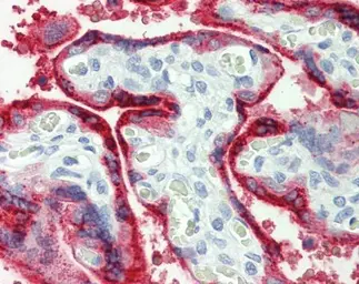 Anti-Growth Hormone antibody [N1C3] used in IHC (Paraffin sections) (IHC-P). GTX101220