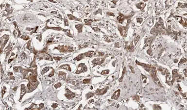 Anti-Growth Hormone antibody [N1C3] used in IHC (Paraffin sections) (IHC-P). GTX101220