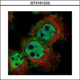 Anti-LYN antibody used in Immunocytochemistry/ Immunofluorescence (ICC/IF). GTX101222