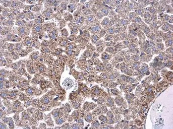 Anti-Ceruloplasmin antibody used in IHC (Paraffin sections) (IHC-P). GTX101231