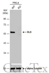 Anti-DLD antibody [N1N3] used in Western Blot (WB). GTX101232