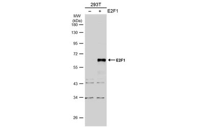Anti-E2F1 antibody [N1N3] used in Western Blot (WB). GTX101235