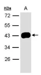 Anti-MASPIN antibody [N3C3] used in Western Blot (WB). GTX101292