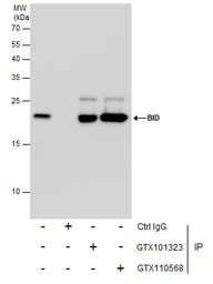 Anti-Bid antibody [N1C3] used in Immunoprecipitation (IP). GTX101323
