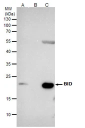 Anti-Bid antibody [N1C3] used in Immunoprecipitation (IP). GTX101323