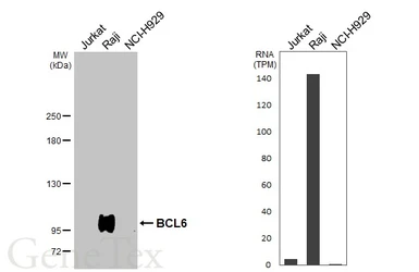 Anti-BCL6 antibody [N2C1], Internal used in Western Blot (WB). GTX101338