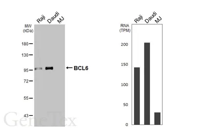 Anti-BCL6 antibody [N2C1], Internal used in Western Blot (WB). GTX101338