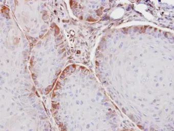 Anti-ASS1 antibody used in IHC (Paraffin sections) (IHC-P). GTX101344