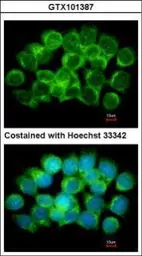 Anti-AHCY antibody [N3C3] used in Immunocytochemistry/ Immunofluorescence (ICC/IF). GTX101387