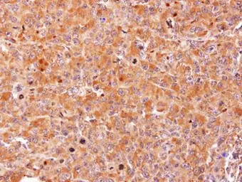Anti-AHCY antibody [N3C3] used in IHC (Paraffin sections) (IHC-P). GTX101387