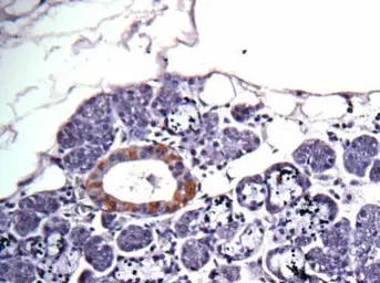 Anti-CAD antibody [C2C3], C-term used in IHC (Paraffin sections) (IHC-P). GTX101401