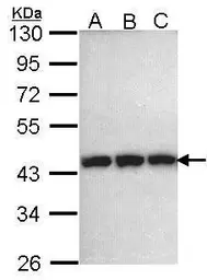 Anti-PGK1 antibody [N1C1] used in Western Blot (WB). GTX101405