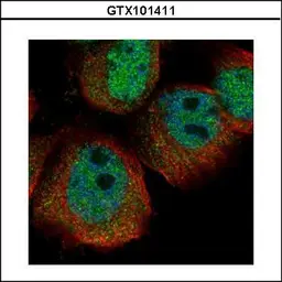 Anti-RPS27A antibody used in Immunocytochemistry/ Immunofluorescence (ICC/IF). GTX101411