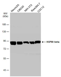 Anti-Hsp90 beta antibody [N2C2], Internal used in Western Blot (WB). GTX101423
