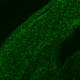 Anti-Hsp90 beta antibody [N2C2], Internal used in IHC (Whole mount) (IHC-Wm). GTX101423