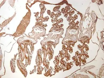 Anti-Hsp90 beta antibody [N2C2], Internal used in IHC (Paraffin sections) (IHC-P). GTX101423