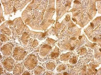 Anti-Hsp90 beta antibody [N2C2], Internal used in IHC (Paraffin sections) (IHC-P). GTX101423