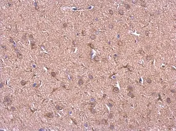 Anti-Hsp90 beta antibody [N2C2], Internal used in IHC (Paraffin sections) (IHC-P). GTX101423