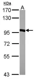 Anti-Hsp90 beta antibody [N2C2], Internal used in Western Blot (WB). GTX101423