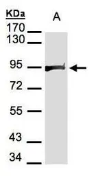 Anti-Hsp90 beta antibody [N2C2], Internal used in Western Blot (WB). GTX101423