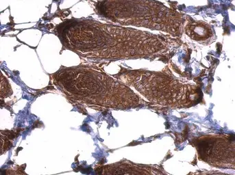 Anti-EIF3D antibody used in IHC (Paraffin sections) (IHC-P). GTX101424