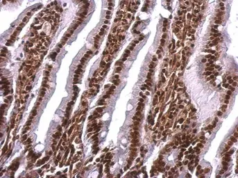 Anti-SAFB antibody used in IHC (Paraffin sections) (IHC-P). GTX101450