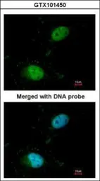 Anti-SAFB antibody used in Immunocytochemistry/ Immunofluorescence (ICC/IF). GTX101450