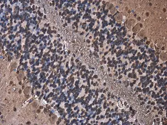 Anti-Cystatin B antibody used in IHC (Paraffin sections) (IHC-P). GTX101458