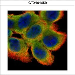 Anti-Cystatin B antibody used in Immunocytochemistry/ Immunofluorescence (ICC/IF). GTX101458